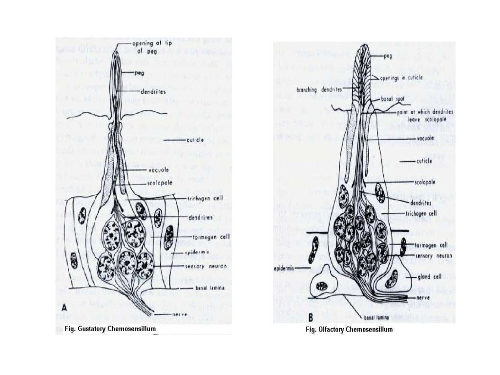 Sense Organs Of Insects And Their Structure