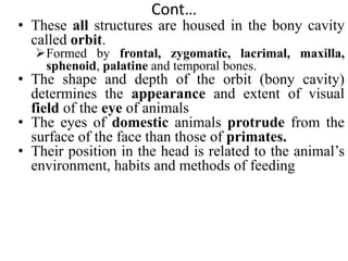 SENSE_ORGANS_physiology[1].pptx