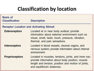 Sense receptors | PPTX