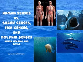 Human Senses
       vs.
 Shark Senses,
  Fish Senses,
      and
Dolphin Senses
 Vision, Hearing, and
        Smell


   By Carrie Whitmore
 