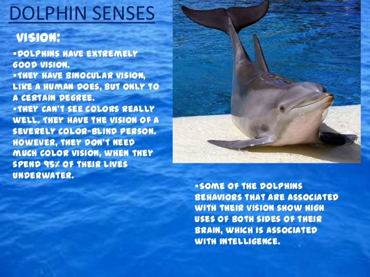 Human Senses vs. Shark, Fish, and Dolphin Senses