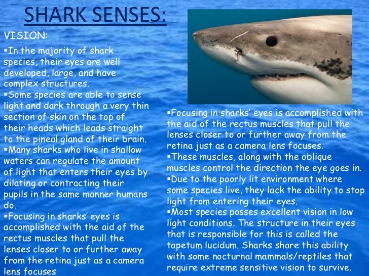 Human Senses vs. Shark, Fish, and Dolphin Senses