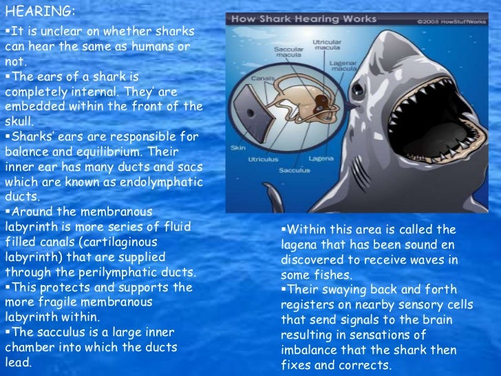 Human Senses vs. Shark, Fish, and Dolphin Senses