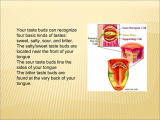 Your taste buds can recognize 
four basic kinds of tastes: 
sweet, salty, sour, and bitter. 
The salty/sweet taste buds are 
located near the front of your 
tongue 
The sour taste buds line the 
sides of your tongue 
The bitter taste buds are 
found at the very back of your 
tongue. 
 