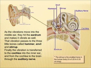 As the vibrations move into the 
middle ear, they hit the eardrum 
and makes it vibrate as well. 
That vibration passes to the three 
little bones called hammer, anvil 
and stirrup. 
Finally the vibration is transferred 
to the cochlea into the inner ear, 
and from the cochlea to the brain 
through the auditory nerve. * The stirrup is the smallest bone in 
* The stirrup is the smallest bone in 
the human body (it is 0.25 to 0.33 
cm long). 
the human body (it is 0.25 to 0.33 
cm long). 
 