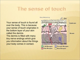 Your sense of touch is found all 
over the body. This is because 
your sense of touch originates in 
the bottom layer of your skin 
called the dermis. 
The dermis is filled with many 
tiny nerve endings which give 
you information about the things 
your body comes in contact. 
 