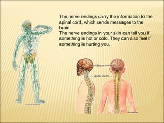 The nerve endings carry the information to the 
spinal cord, which sends messages to the 
brain. 
The nerve endings in your skin can tell you if 
something is hot or cold. They can also feel if 
something is hurting you. 
 