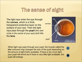 The light rays enter the eye through 
the cornea, which is a thick, 
transparent protective layer on the 
surface of your eye. Then the light 
rays pass through the pupil (the dark 
circle in the centre of your eye) and into 
the lens. 
cornea 
pupil 
iris 
lens 
When light rays pass through your pupil, the muscle called the 
iris (coloured ring) changes the size of the pupil depending on 
the amount of light that's available. If there is too much light, 
your pupil will shrink but if there is very little light available, the 
pupil will enlarge. 
 