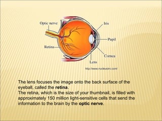 The lens focuses the image onto the back surface of the 
eyeball, called the retina. 
The retina, which is the size of your thumbnail, is filled with 
approximately 150 million light-sensitive cells that send the 
information to the brain by the optic nerve. 
 