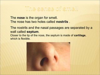 The nose is the organ for smell. 
The nose has two holes called nostrils . 
The nostrils and the nasal passages are separated by a 
wall called septum. 
Closer to the tip of the nose, the septum is made of cartilage, 
which is flexible. 
 