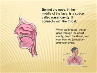 Behind the nose, in the 
middle of the face, is a space 
called nasal cavity. It 
connects with the throat. 
When we breathe, the air 
goes through the nasal 
cavity, down the throat, into 
your trachea (windpipe) 
and your lungs. 
 