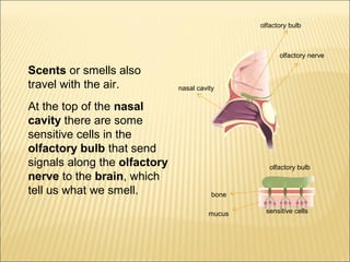 Scents or smells also 
travel with the air. 
At the top of the nasal 
cavity there are some 
sensitive cells in the 
olfactory bulb that send 
signals along the olfactory 
nerve to the brain, which 
tell us what we smell. 
olfactory bulb 
olfactory nerve 
nasal cavity 
olfactory bulb 
bone 
mucus sensitive cells 
 