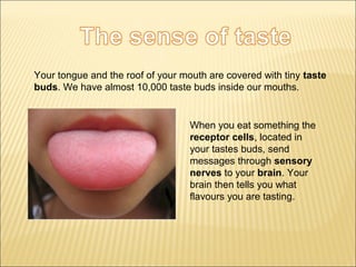 Your tongue and the roof of your mouth are covered with tiny taste 
buds. We have almost 10,000 taste buds inside our mouths. 
When you eat something the 
receptor cells, located in 
your tastes buds, send 
messages through sensory 
nerves to your brain. Your 
brain then tells you what 
flavours you are tasting. 
 