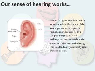Our sense of hearing works…
Ears play a significant role in human
as well as animal life. It is one of the
very important sense organs for
human andanimal system. It’s a
complex energytransfer and
exchangesystem that translates the
sound waves into mechanical energy,
then into fluid energyand finally into
electrical energy.
 