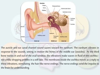 The auricle and ear canal channel sound waves toward the eardrum. The eardrum vibrates in
response to the sounds, setting in motion the bones of the middle ear (ossicles). As the third
bone moves in and out of the oval window, the vibrations make waves in fluid of the cochlea -
not unlike dropping pebbles in a still lake. The membrane inside the cochlea moves as a reply to
these vibrations, stimulating the hair-like nerve endings. The nerve endings send the impulse to
the brain for understanding.
 