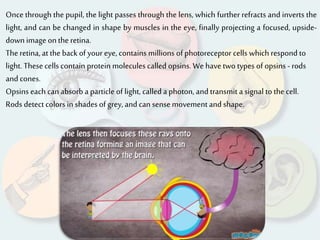 Once through the pupil, the light passes through the lens, which further refracts and inverts the
light, and can be changed in shape by muscles in the eye, finally projecting a focused, upside-
down image onthe retina.
Theretina, at the back ofyour eye, contains millions of photoreceptor cells which respond to
light. These cells contain protein molecules called opsins. We havetwo types of opsins - rods
and cones.
Opsins each can absorb a particle of light, called a photon, and transmit a signal to the cell.
Rods detect colors in shades of grey, and can sense movementand shape.
 