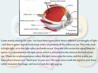 Cones mainly distinguish color. You have three types which detect different wavelengths of light
- red, blue or green.Signals from many cones can produce all the colors we see.They only work
in bright light, so in dim light colors areharder to see.Once the cells receivethe signal from the
opsins, it is transmitted to the optic nerve,which is connected to the retina at the back ofyour
eye. (There are no photoreceptors where the optic nervejoins the retina, and this is why you
have what is known as a "blind spot" in your eye.) The optic nervesends the signal to your brain,
which interprets the image, and turns it back the right way up.
 