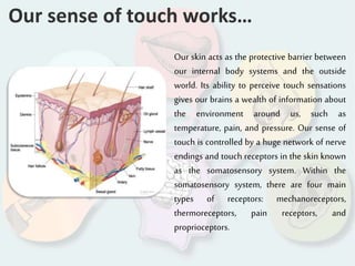 Our sense of touch works…
Our skin acts as the protective barrier between
our internal body systems and the outside
world. Its ability to perceive touch sensations
gives our brains a wealth of information about
the environment around us, such as
temperature, pain, and pressure. Our sense of
touch is controlled by a huge network of nerve
endings and touch receptors in the skin known
as the somatosensory system. Within the
somatosensory system, there are four main
types of receptors: mechanoreceptors,
thermoreceptors, pain receptors, and
proprioceptors.
 