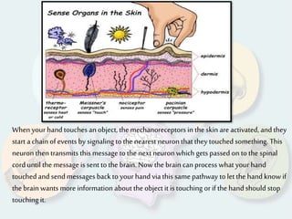When your hand touches an object, the mechanoreceptors in the skin are activated, and they
start a chain ofevents by signaling tothe nearest neuron that they touched something. This
neuron then transmits this message to the next neuron which gets passed on to the spinal
corduntil the message is sent to the brain. Nowthe brain can process what your hand
touched and send messages backto your hand via this same pathway to let the hand knowif
the brain wants more information about the object it is touching orif the hand should stop
touching it.
 