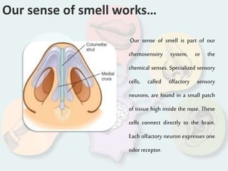 Our sense of smell works…
Our sense of smell is part of our
chemosensory system, or the
chemical senses. Specialized sensory
cells, called olfactory sensory
neurons, are found in a small patch
of tissue high inside the nose. These
cells connect directly to the brain.
Each olfactory neuron expresses one
odor receptor.
 