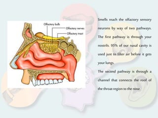 Smells reach the olfactory sensory
neurons by way of two pathways.
The first pathway is through your
nostrils. 95% of our nasal cavity is
used just to filter air before it gets
your lungs.
The second pathway is through a
channel that connects the roof of
the throat region to the nose.
 