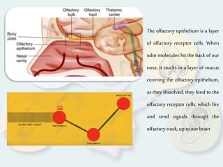 The olfactory epithelium is a layer
of olfactory receptor cells. When
odor molecules hit the back of our
nose, it stucks in a layer of mucus
covering the olfactory epithelium,
as they dissolved, they bind to the
olfactory receptor cells, which fire
and send signals through the
olfactory track, up to our brain
 