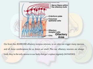 Our brain has 40,000,000 olfactory receptor neurons, so an odor can trigger many neurons
and all those combinations let us detect an smell. Plus our olfactory neurons are always
fresh, they`re the only neuron in our body that get`s replace regularly (4-8 WEEKS)
 