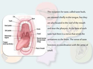Thereceptors for taste, called taste buds,
aresituated chiefly in the tongue, but they
are also located in the roof of the mouth
and nearthe pharynx. At the base ofeach
taste bud there is a nervethat sends the
sensations to the brain. The sense of taste
functions in coordination with the sense of
smell.
 