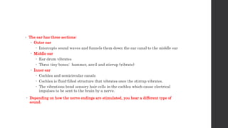 • The ear has three sections:
 Outer ear
 Intercepts sound waves and funnels them down the ear canal to the middle ear
 Middle ear
 Ear drum vibrates
 Three tiny bones: hammer, anvil and stirrup (vibrate)
 Inner ear
 Cochlea and semicircular canals
 Cochlea is fluid-filled structure that vibrates once the stirrup vibrates.
 The vibrations bend sensory hair cells in the cochlea which cause electrical
impulses to be sent to the brain by a nerve.
 Depending on how the nerve endings are stimulated, you hear a different type of
sound.
 