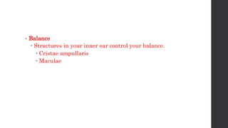 • Balance
 Structures in your inner ear control your balance.
 Cristae ampullaris
 Maculae
 