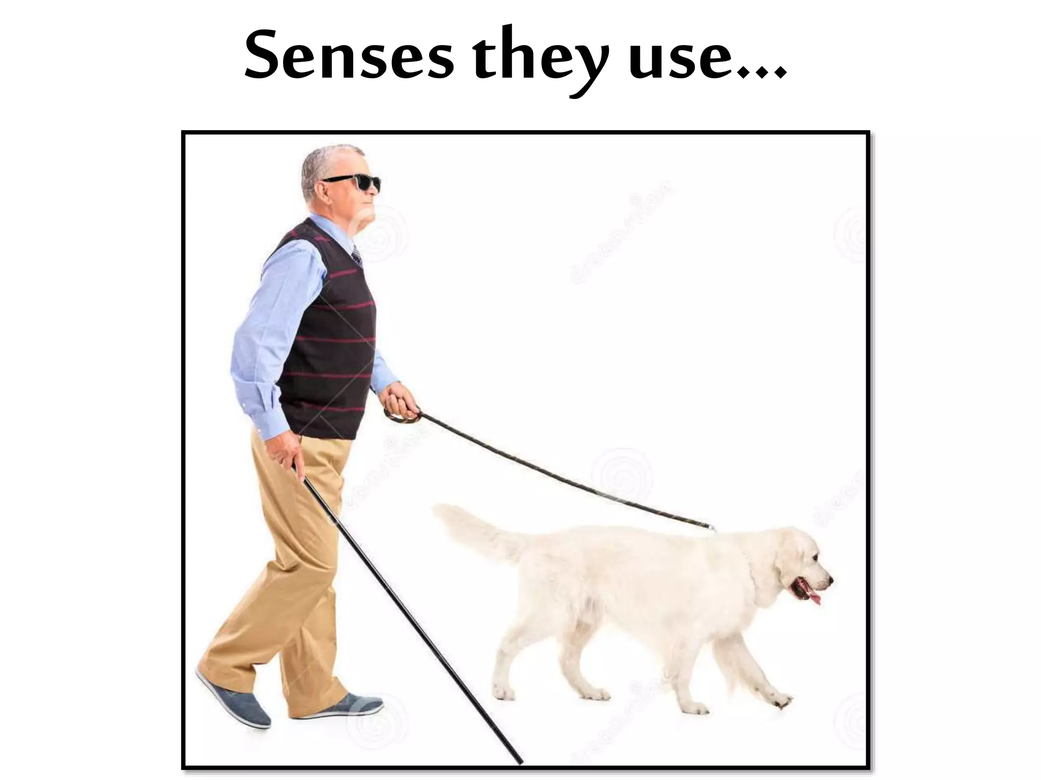 Senses they use...