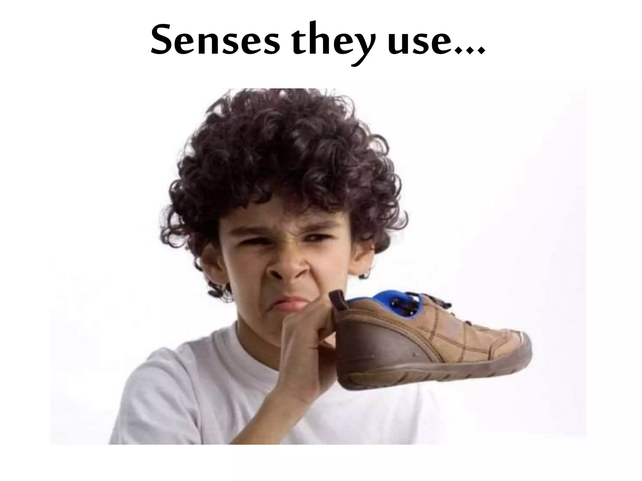 Senses they use...