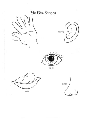 Senses Lab Book | PDF