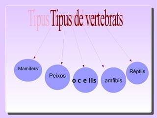 Tipus de vertebrats Mamífers Peixos ocells amfibis Rèptils 