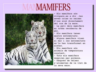 -  Els mamífers són vivípars,es a dir ,les seves cries no neixen d'ous sinó directament del cos de la mare. - La pell dels mamífers es troba recoberta de pèl. - Els mamífers tenen quatre extremitats.  - Alguns mamífers viuen al mar i les extremitats se'ls han transformat en aletes. - Els mamífers són animals de temperatura constant. - Tots els mamífers respiren per pulmons. - Després de néixer s'alimenten de la llet de la seva mare. MAMIFERS 