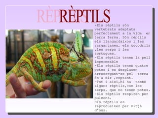 -Els rèptils són vertebrats adaptats perfectament a la vida  en terra ferma. Són rèptils els llangardaixos i les sargantanes, els cocodrils ,les serps i les tortugues. -Els rèptils tenen la pell impermeable -Els rèptils tenen quatre potes i es desplacen arrossegant-se pel  terra és a dir ,reptant. -Tot i així,hi ha  també alguns rèptils,com les serps, que no tenen potes. -Els rèptils respiren per pulmons. Els rèptils es reprodueixen per mitjà d'ous. RÈPTILS 