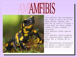 -Els amfibis són vertebrats que viuen a llocs on hi ha aigua dolça. Passen una part de la vida a l'aigua i i una part en terra ferma. -Tenen la pell humida i lliscosa. -Els amfibis tenen quatre potes. -Els amfibis tenen pulmons per respirar,però també ho poden fer a través de la pell. -Es reprodueixen mitjançant ous petits i sense closca, que ponen dintre l'aigua .  AMFIBIS 