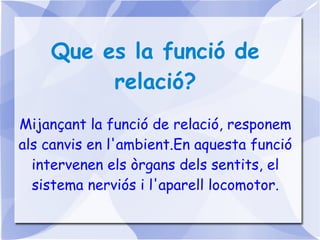 Que es la funció de relació? Mijançant la funció de relació, responem als canvis en l'ambient.En aquesta funció intervenen els òrgans dels sentits, el sistema nerviós i l'aparell locomotor. 