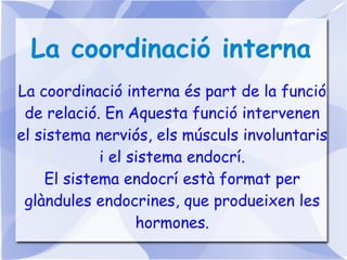 La coordinació interna La coordinació interna és part de la funció de relació. En Aquesta funció intervenen el sistema nerviós, els músculs involuntaris i el sistema endocrí. El sistema endocrí està format per glàndules endocrines, que produeixen les hormones. 