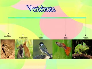 Amfibis
          Mamífers   ocell   peix   rèptils
 