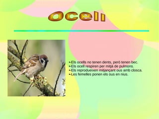-Els ocells no tenen dents, però tenen bec.
-Els ocell respiren per mitjà de pulmons.

-Els reprodueixen mitjançant ous amb closca.

-Les femelles ponen els ous en nius.
 
