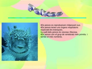 Els peixos es reprodueixen mitjançant ous.
Els peixos tenen uns òrgans respiratoris

especials:les brànquies.
La pell dels peixos és viscosa i lliscosa.

Els peixos són el grup de vertebrats més primitiu i

també el més nombrós.
 