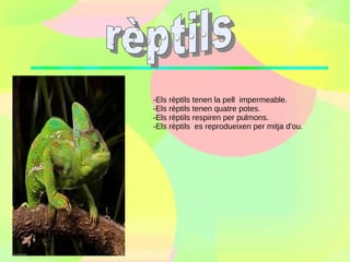 -Els rèptils tenen la pell impermeable.
-Els rèptils tenen quatre potes.
-Els rèptils respiren per pulmons.
-Els rèptils es reprodueixen per mitja d'ou.
 