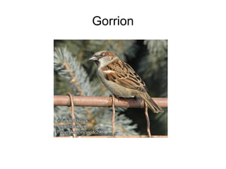 Gorrion
 