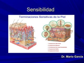 SensibilidadSensibilidad
Dr. Mario GarcíaDr. Mario García
 