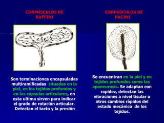 Reseptor Pacini Ruffini Sensibilidad Somatica UTO | PPT