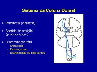 Sistema da Coluna Dorsal
• Palestesia (vibração)
• Sentido de posição
(propriocepção)
• Discriminação tátil
– Grafestesia
– Estereognosia
– Discriminação de dois pontos
 