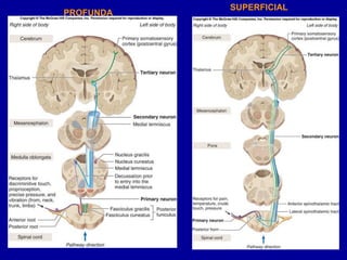 PROFUNDA
SUPERFICIAL
 