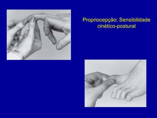Propriocepção: Sensibilidade
cinético-postural
 