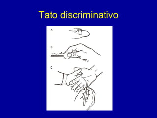 Tato discriminativo
 